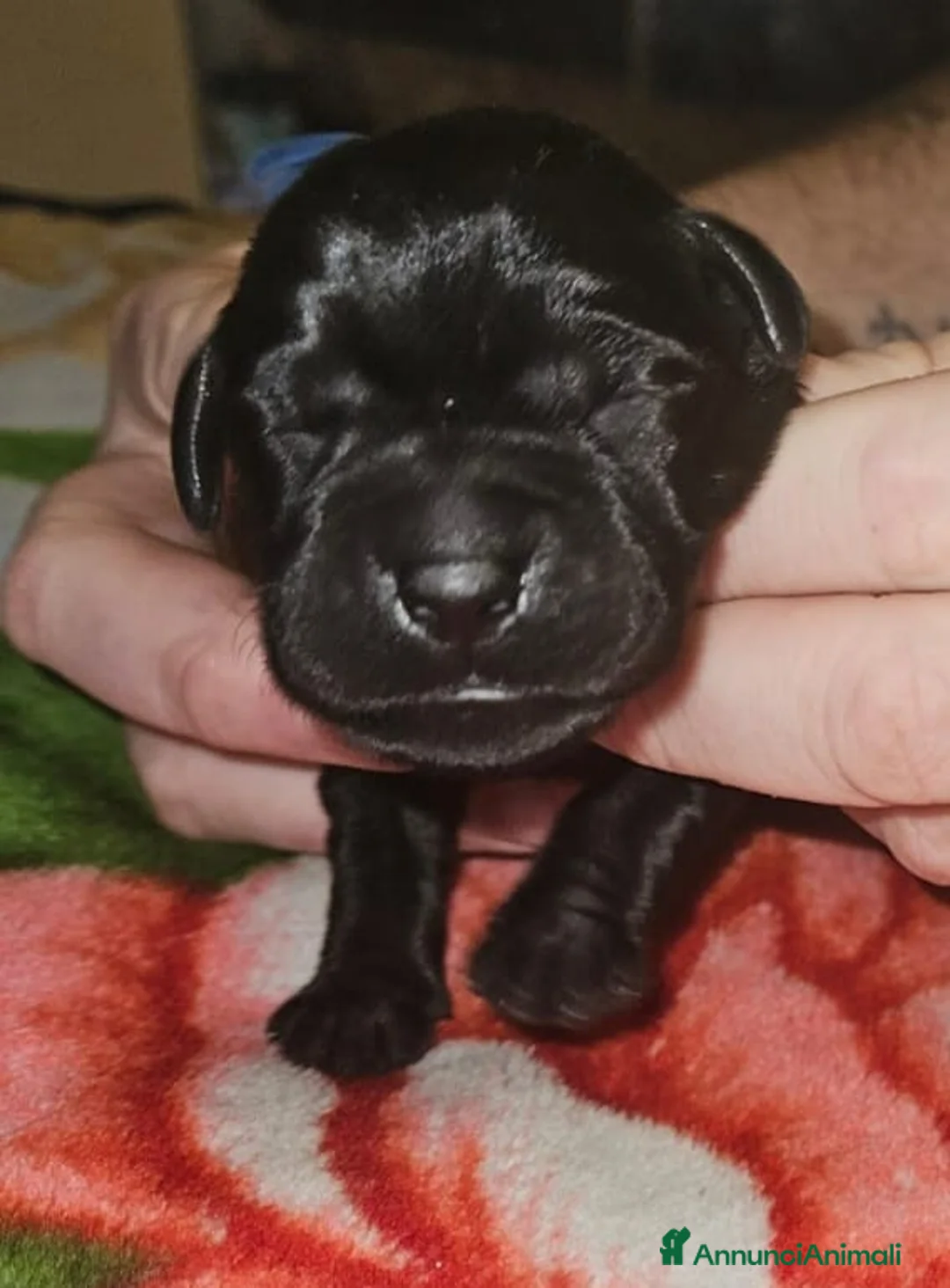 Labrador cani in vendita: Cucciolo labrador Retriever nero - Annuncio 3
