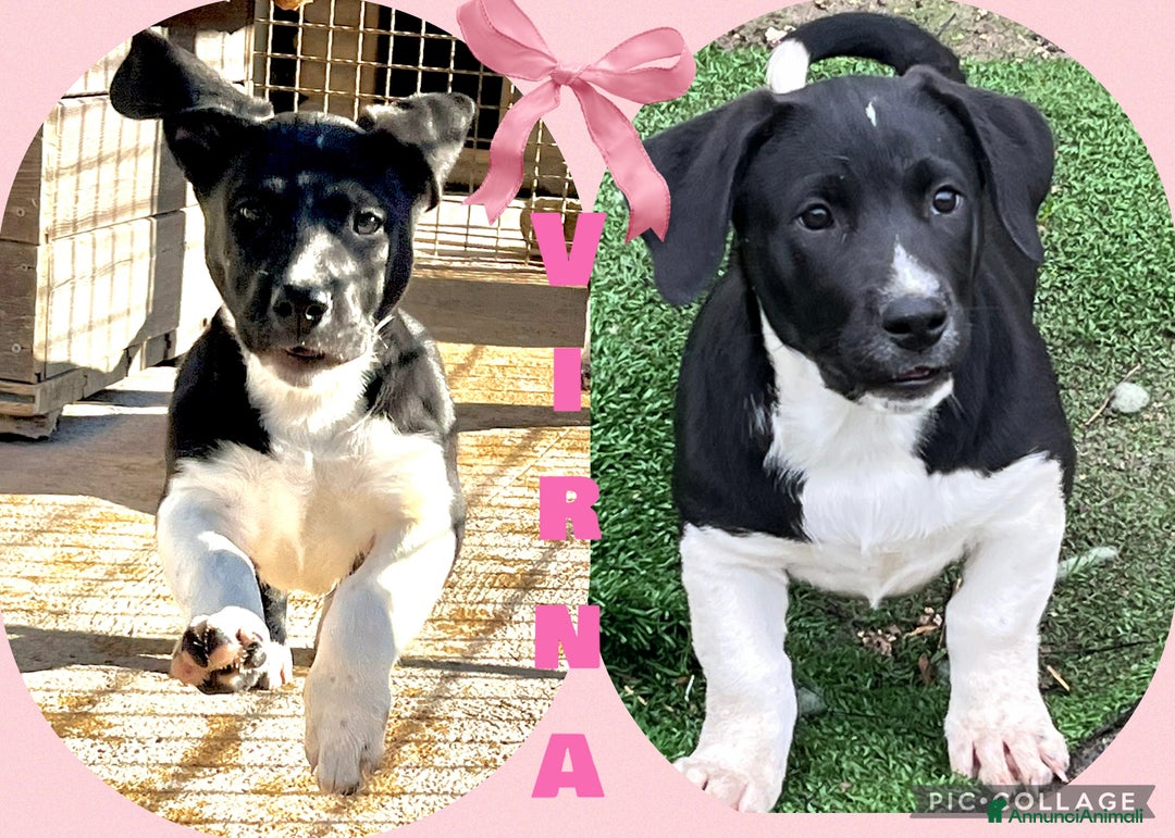 Meticcio cani in regalo: Virna cucciola due mesi e mezzo - Annuncio 3