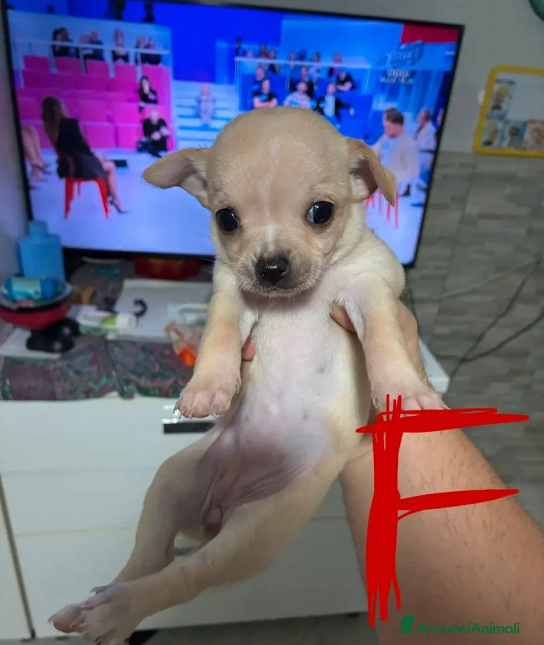 Chihuahua cani in vendita: Chihuahua cuccioli 1 femmina  2 maschi - Annuncio 3