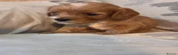 Cavapoo cani in vendita: Cuccioli di Cavapoo - Annuncio 32