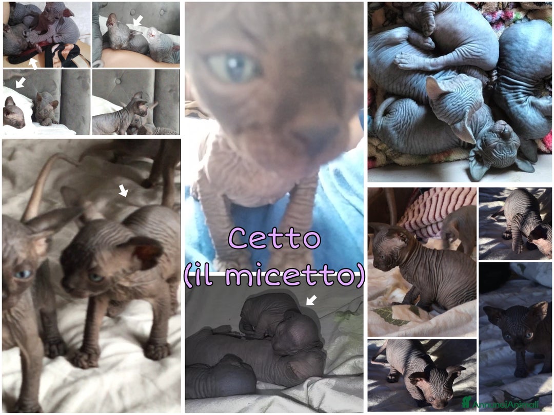 Sphynx gatti in vendita: Cuccioli canadian sphynx con pedigree - Annuncio 3