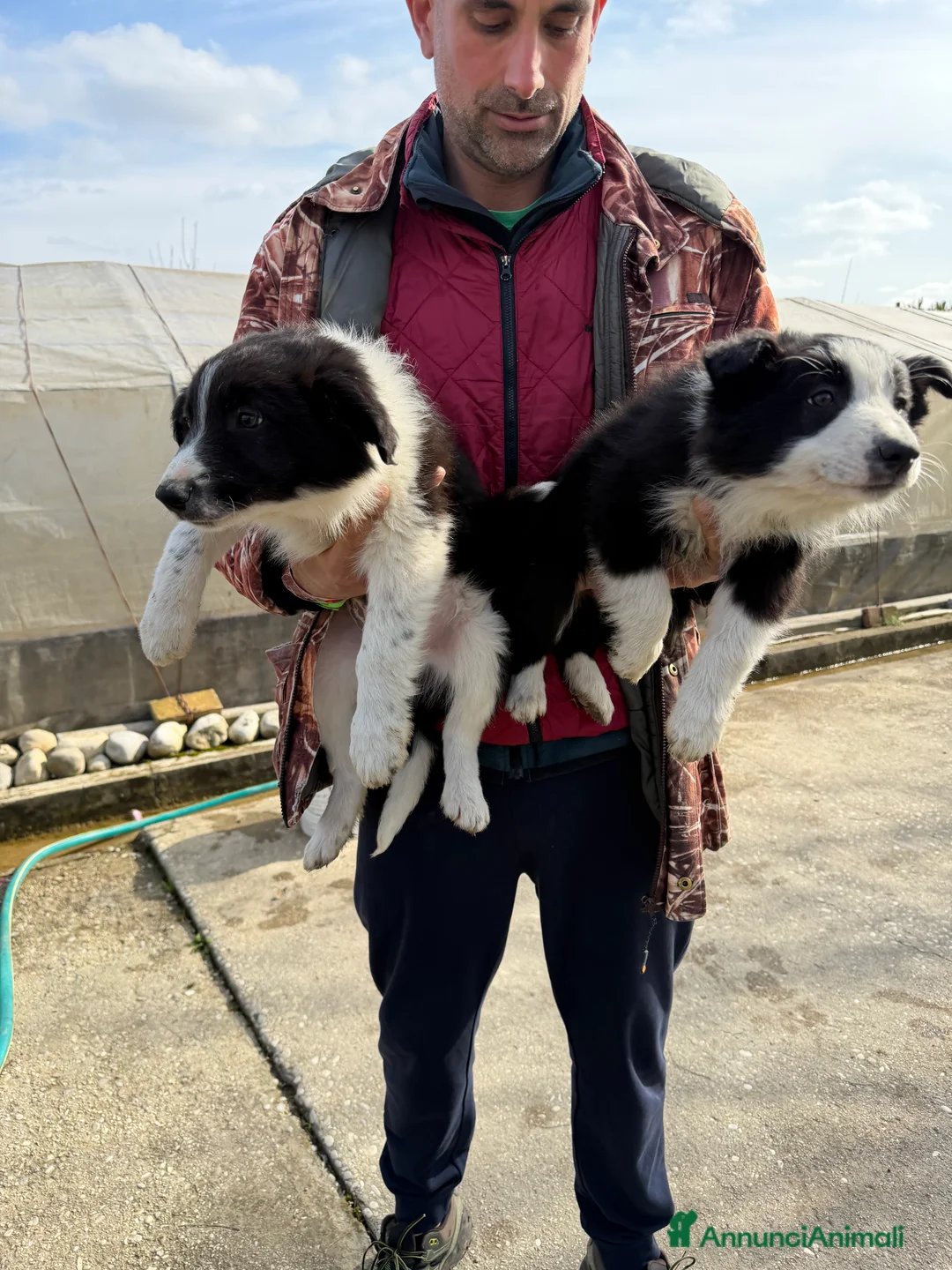 Border Collie cani in vendita: Cuccioli di Border Collie  - Annuncio 8