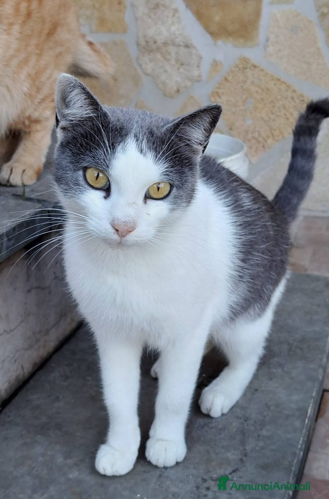 Altre razze gatti in regalo: Duchessa, dolcissima micina cerca famiglia  a Città metropolitana di Roma Capitale - Annuncio 1