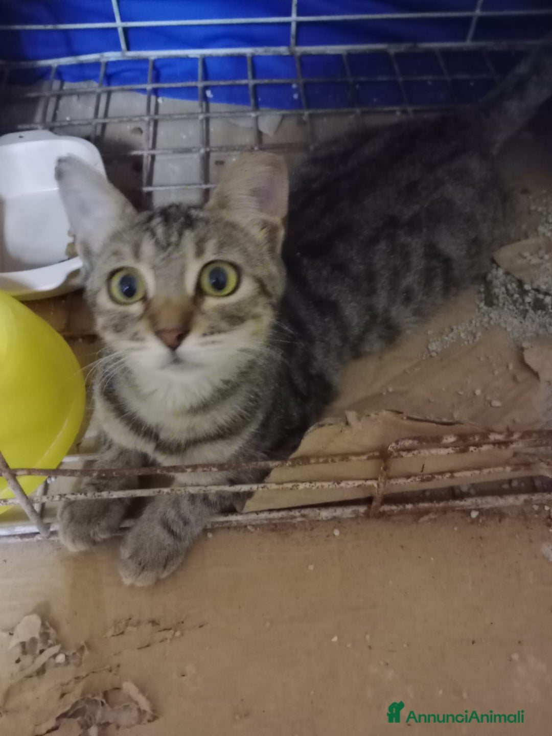 Europeo gatti in regalo: MICETTA SUPER AFFETTUOSA - Annuncio 3