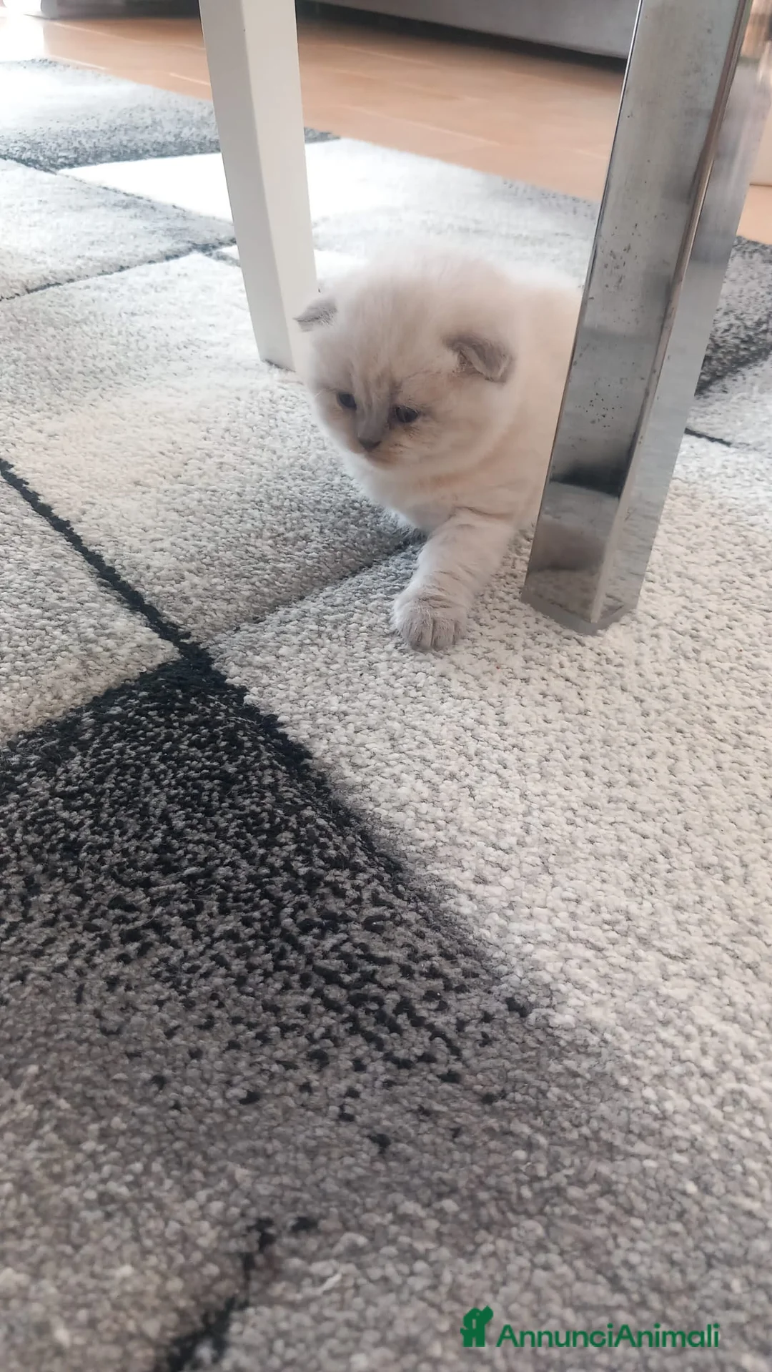 Scottish gatti in vendita: Cuccioli scottish fold e straight  - Annuncio 1