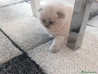 Scottish gatti Cuccioli scottish fold e straight - Annuncio 23