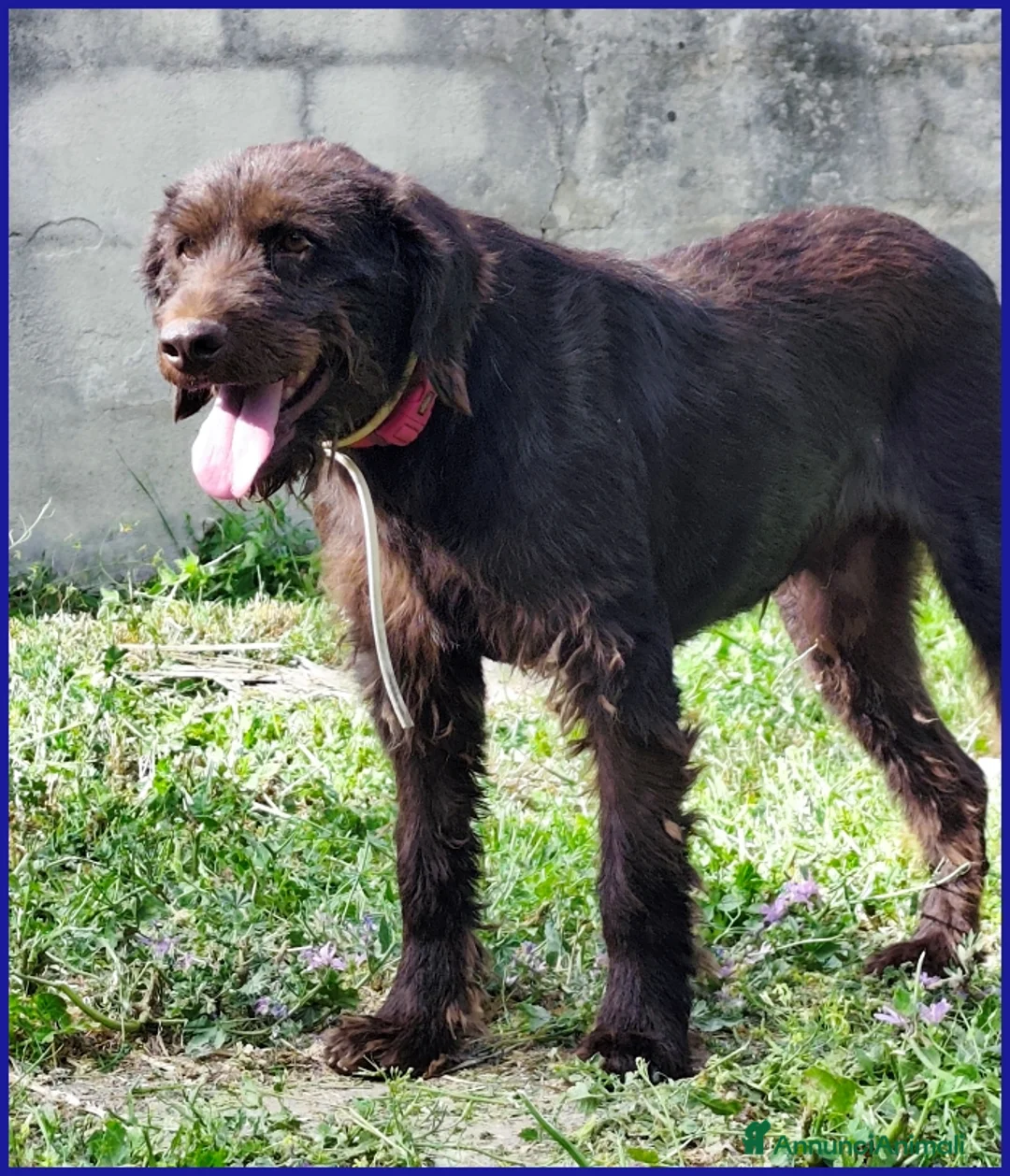 Meticcio cani in regalo: SPELACCHIO, FERITO NEL CORPO E NELL'ANIMA, MERITA  - Annuncio 7