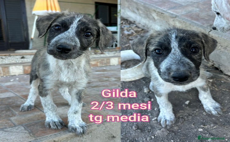 Meticcio cani - Annuncio 2