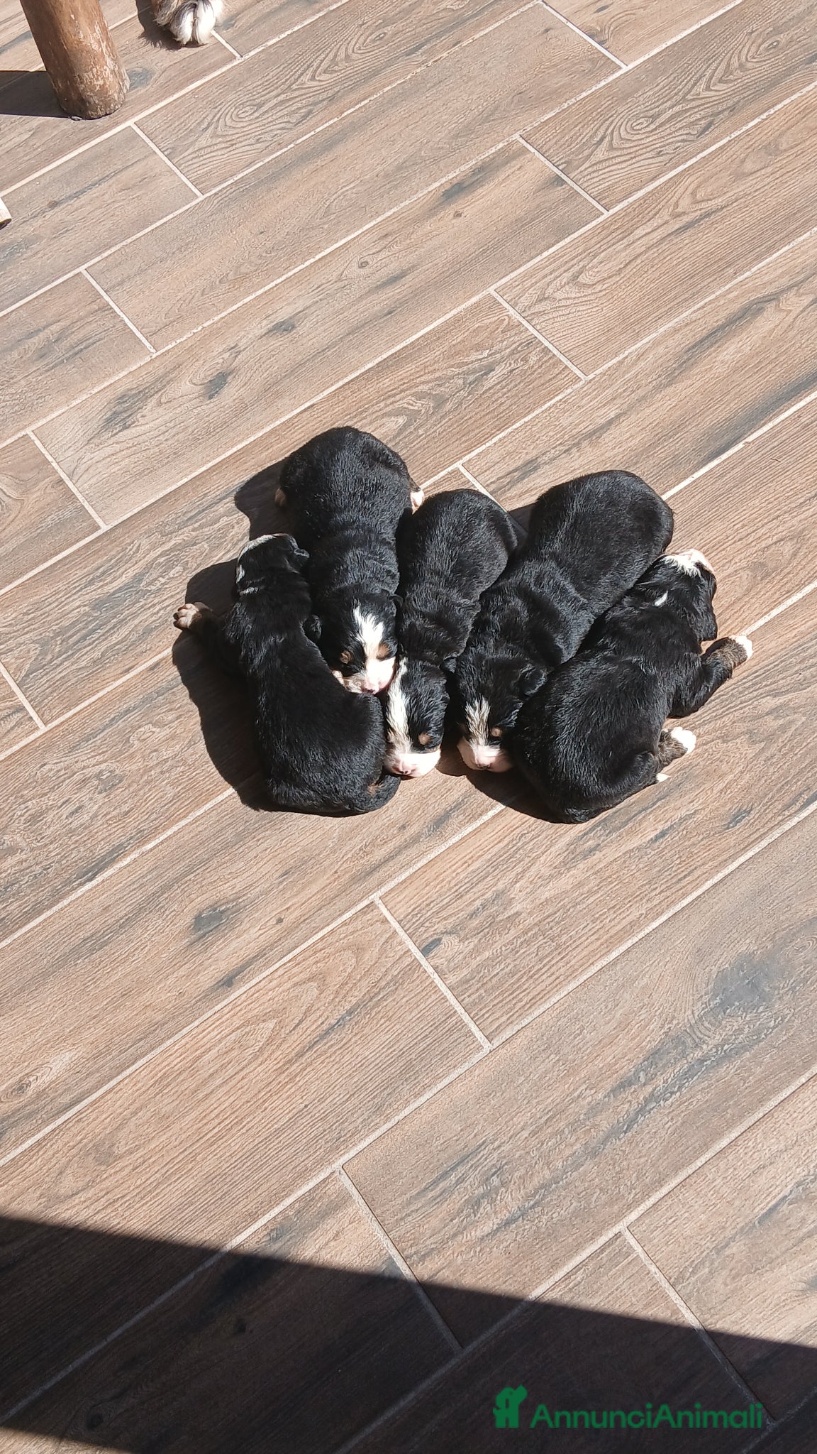 Bovaro del Bernese cani Bovari del bernese - Annuncio 1