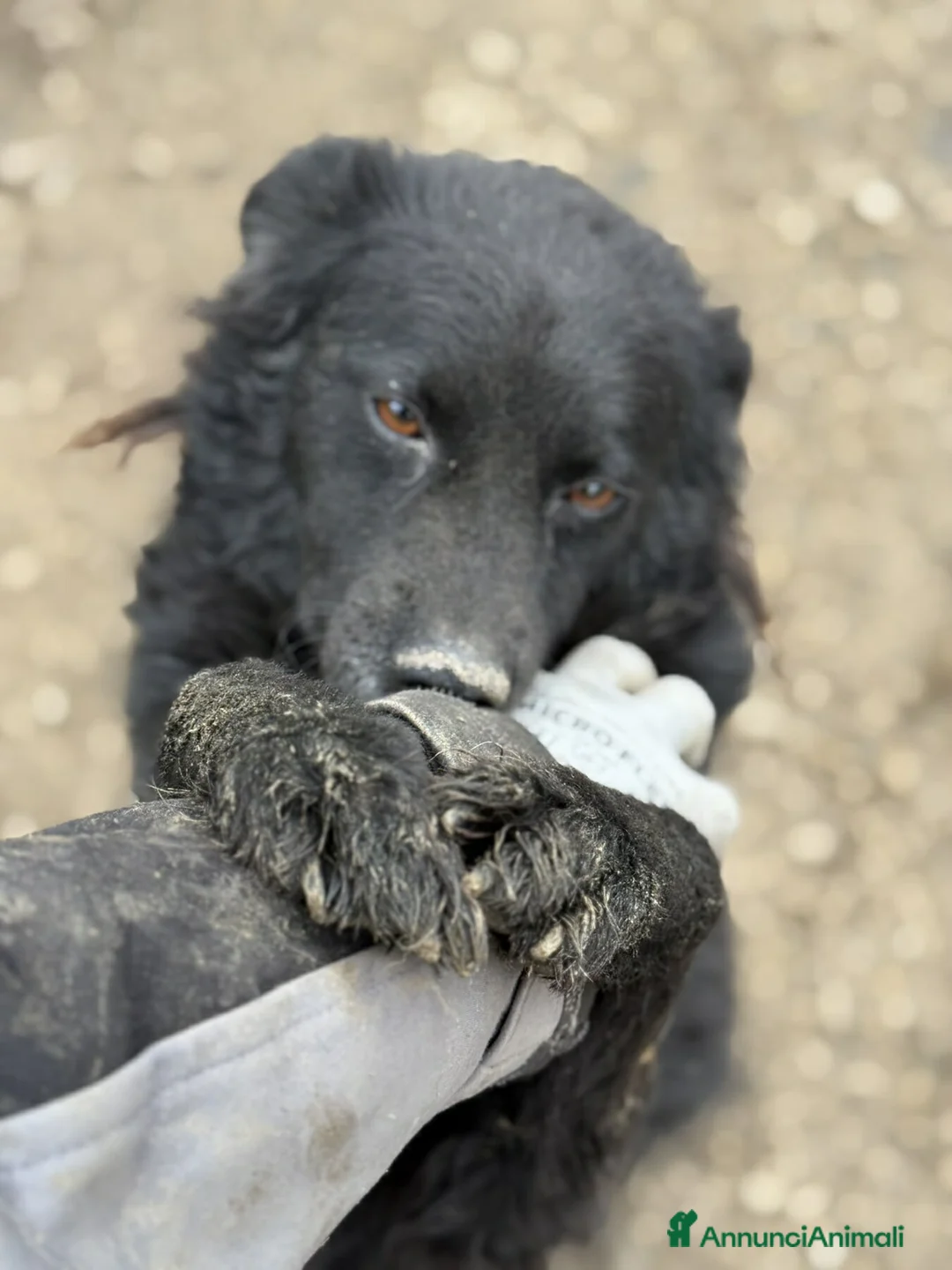 Meticcio cani in regalo: BARK, cagnolina dimenticata da tutti. - Annuncio 6