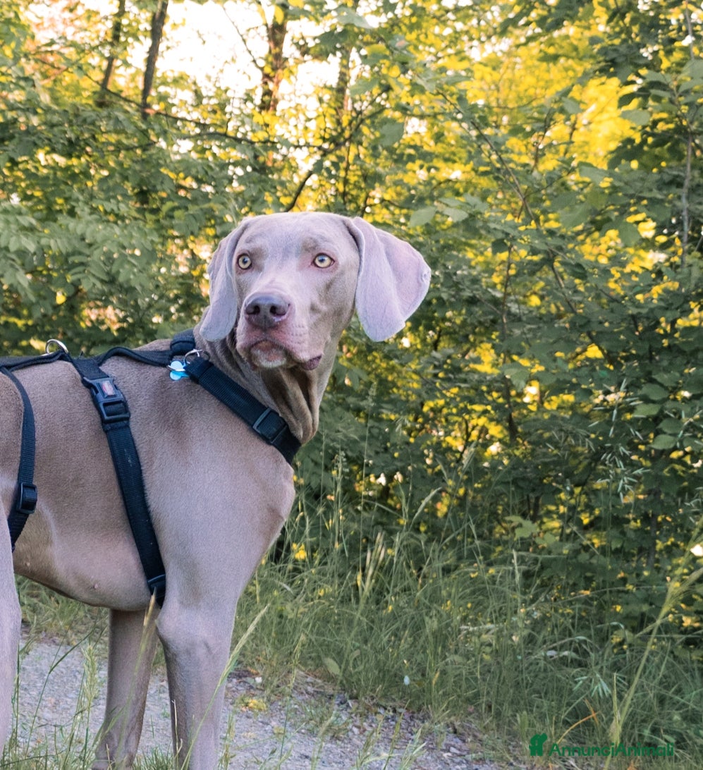 Weimaraner cani Weimaraner maschio - Annuncio 23