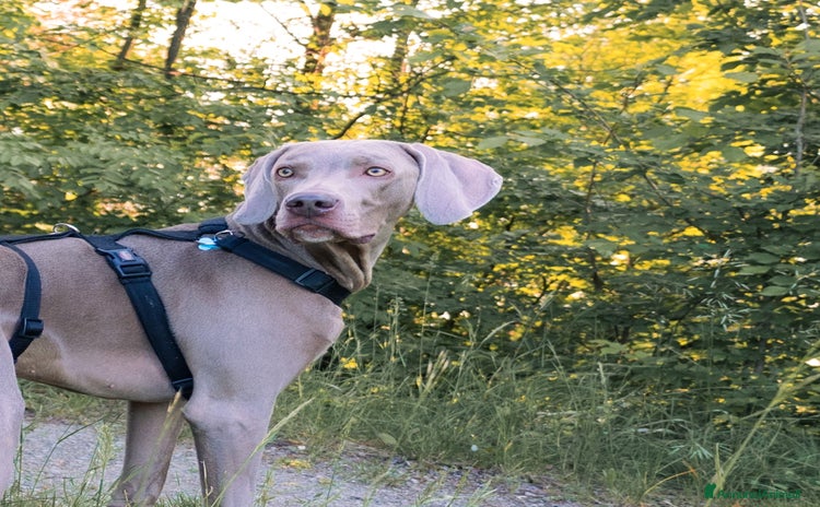 Weimaraner cani Weimaraner maschio - Annuncio 1
