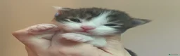 Maine Coon gatti in vendita: Prenotazione cuccioli Maine Coon  - Annuncio 8