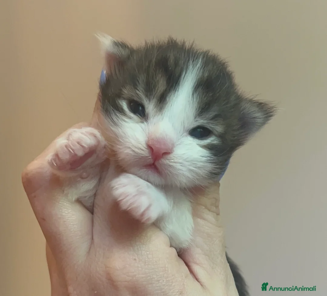 Maine Coon gatti in vendita: Prenotazione cuccioli Maine Coon  - Annuncio 8