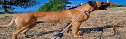 Cane Corso cani in vendita: Cane corso - Annuncio 2