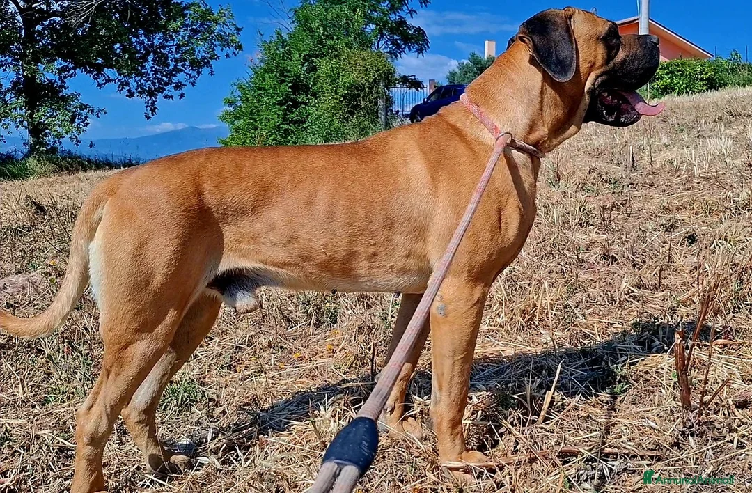 Cane Corso cani in vendita: Cane corso - Annuncio 2