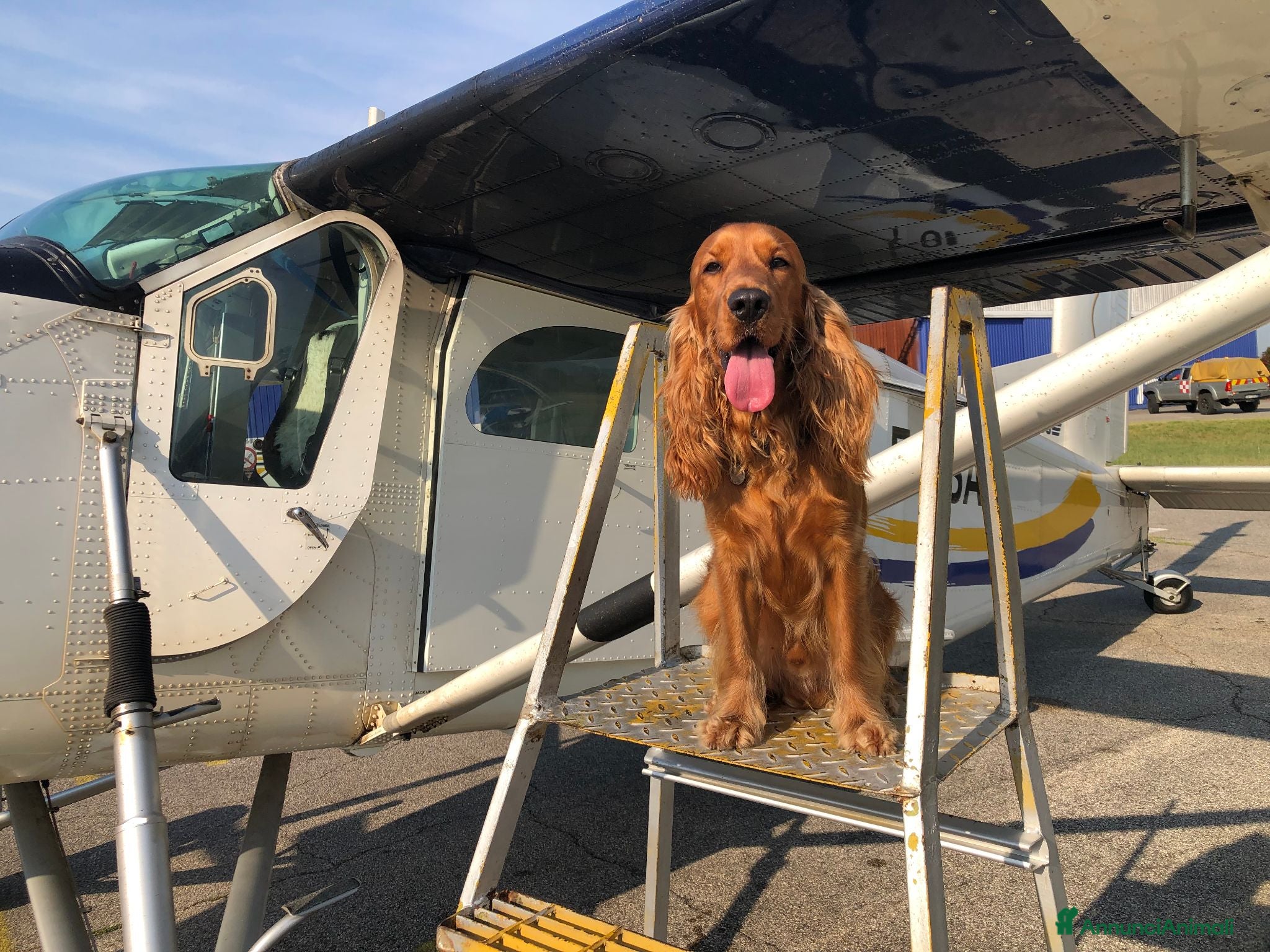 Cocker cani Cerco la femmina per accoppiamento - Annuncio 13