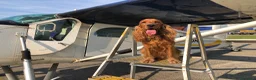 Cocker cani per accoppiamento: Cerco la femmina per accoppiamento a Città Metropolitana di Bologna - Annuncio 1