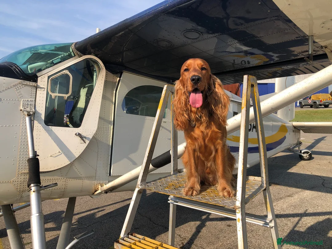 Cocker cani per accoppiamento: Cerco la femmina per accoppiamento a Città Metropolitana di Bologna - Annuncio 1