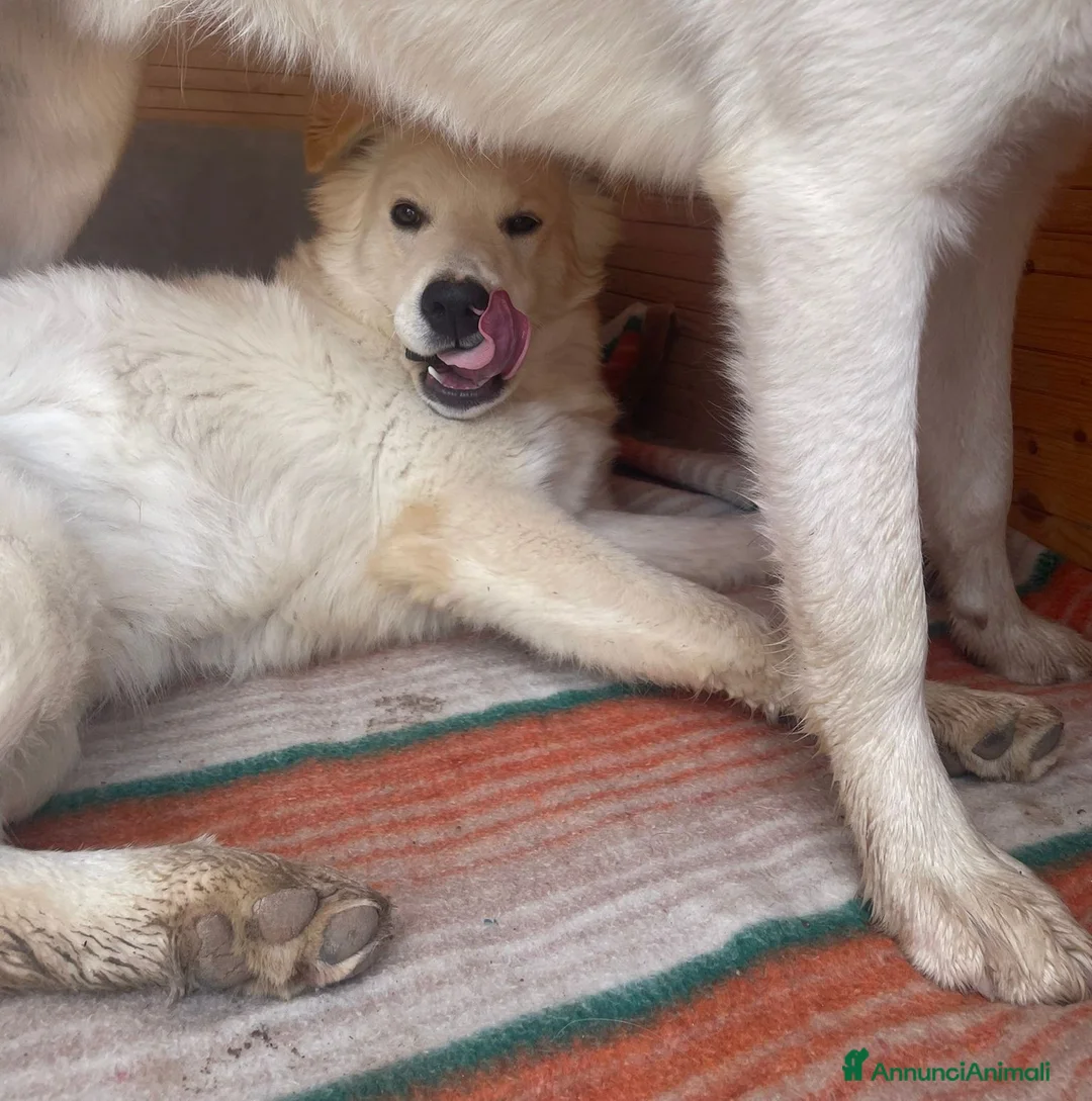 Meticcio cani in regalo: DUE MORBIDI E DOLCI FRATELLINI - Annuncio 7