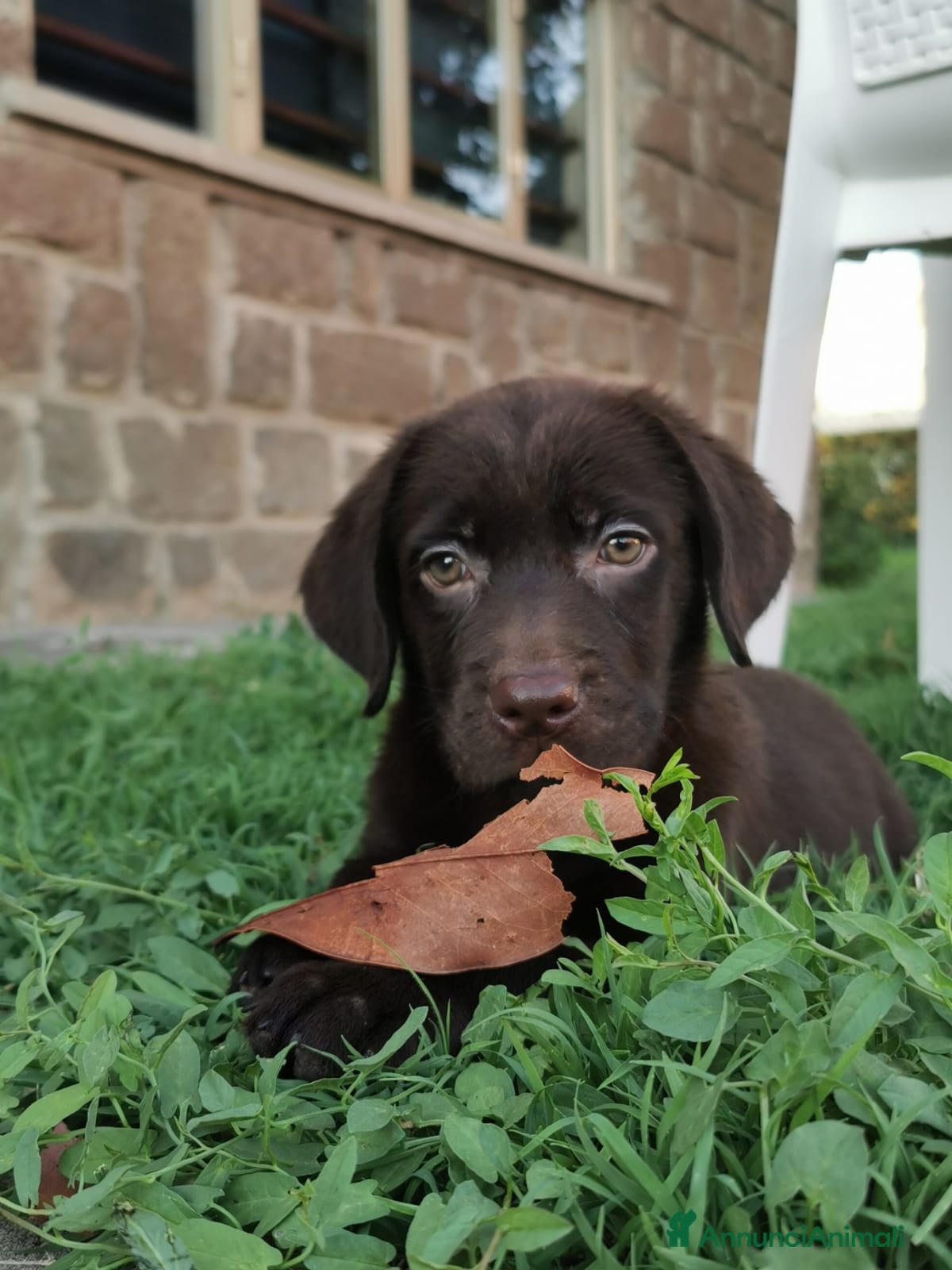 Labrador cani Cuccioli di Labrador con Pedigree - Annuncio 4