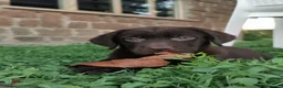 Labrador cani in vendita: Cuccioli di Labrador con Pedigree a Provincia di Rovigo - Annuncio 1