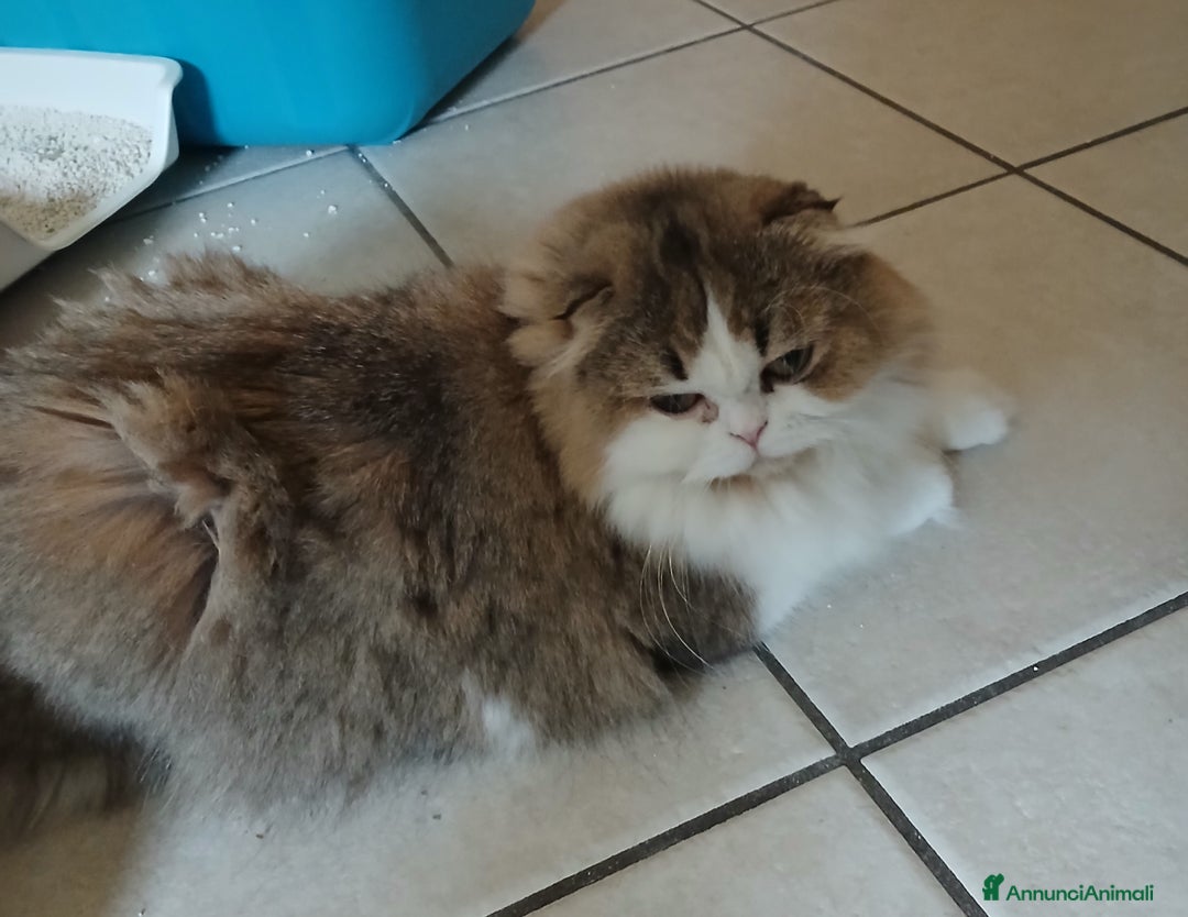 Scottish gatti in vendita: Cucciola Scottish Fold  - Annuncio 2