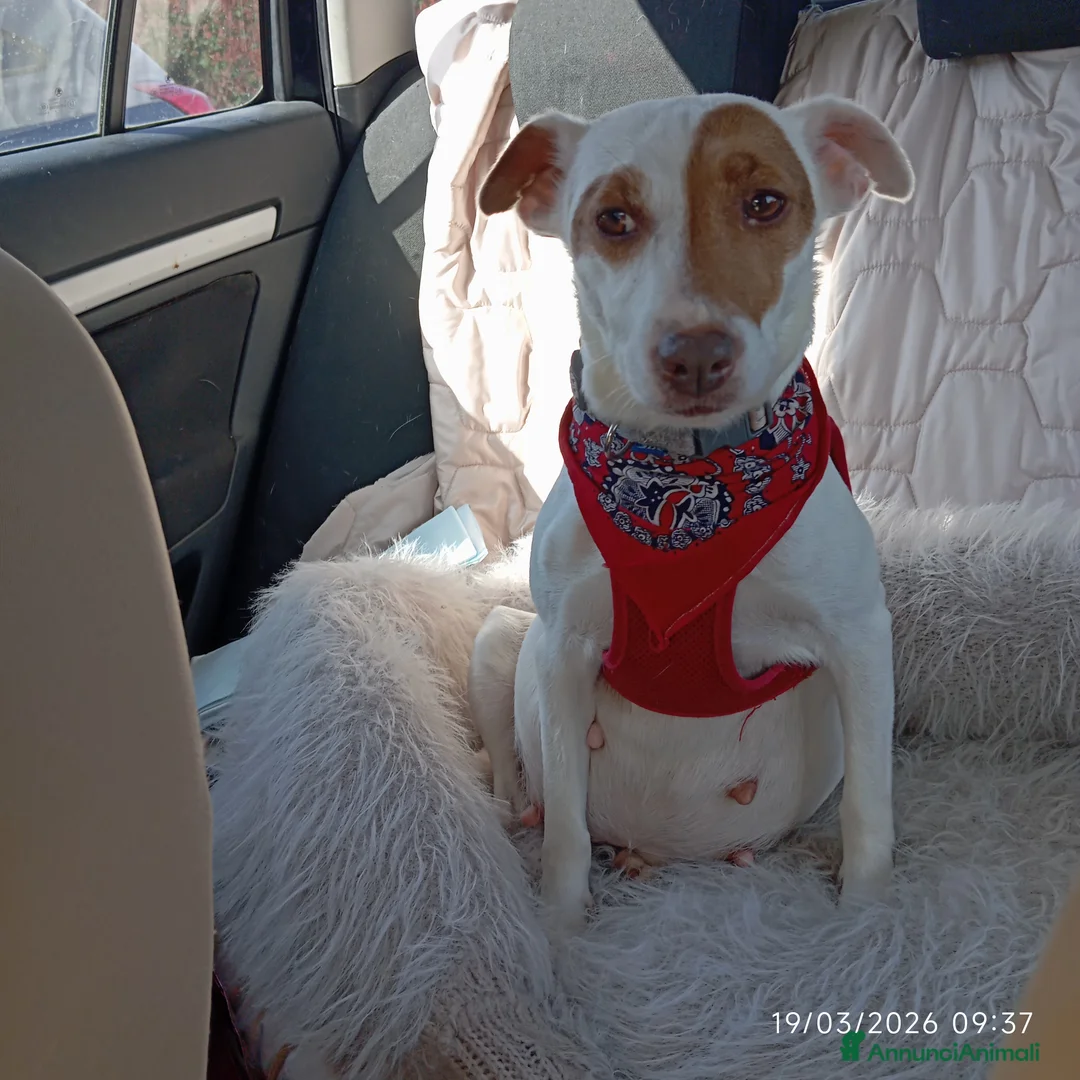 Jack Russell cani in vendita: Cuccioli Jack Russell Terrier - Annuncio 2