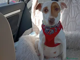 Jack Russell cani Cuccioli Jack Russell Terrier - Annuncio 10