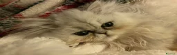 Persiano gatti in vendita: Persiana Chincilla con pedigree - Annuncio 6