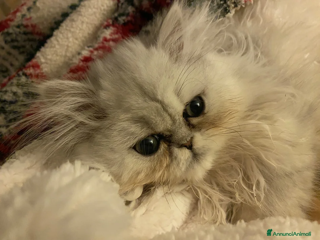 Persiano gatti in vendita: Persiana Chincilla con pedigree - Annuncio 6