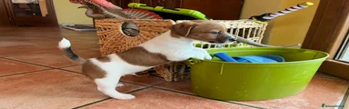 Jack Russell 1