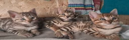 Bengala gatti in vendita: Bengala cuccioli  - Annuncio 2