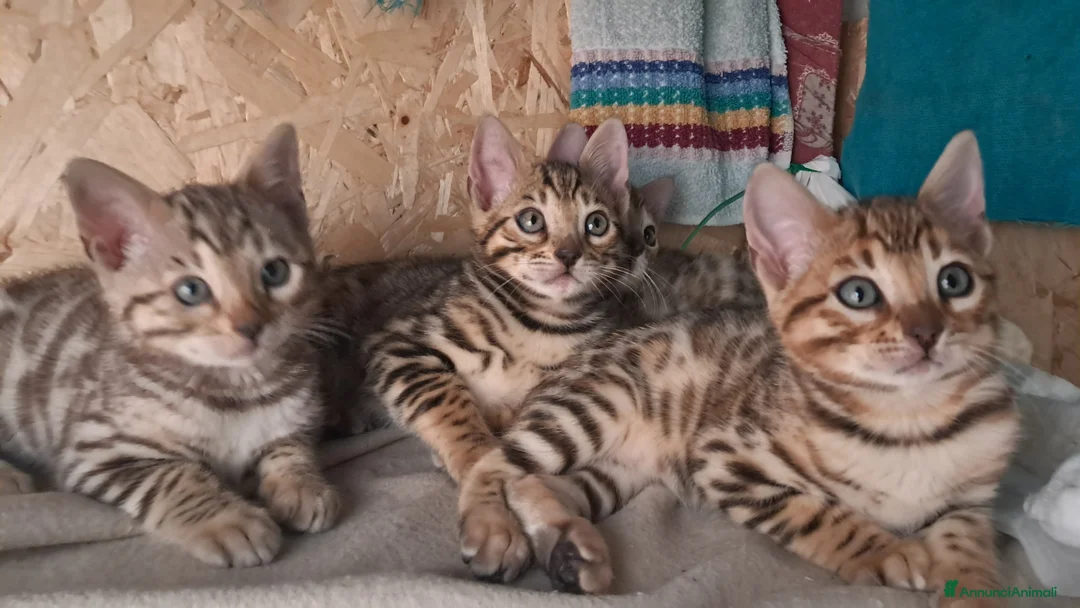 Bengala gatti in vendita: Bengala cuccioli  - Annuncio 2