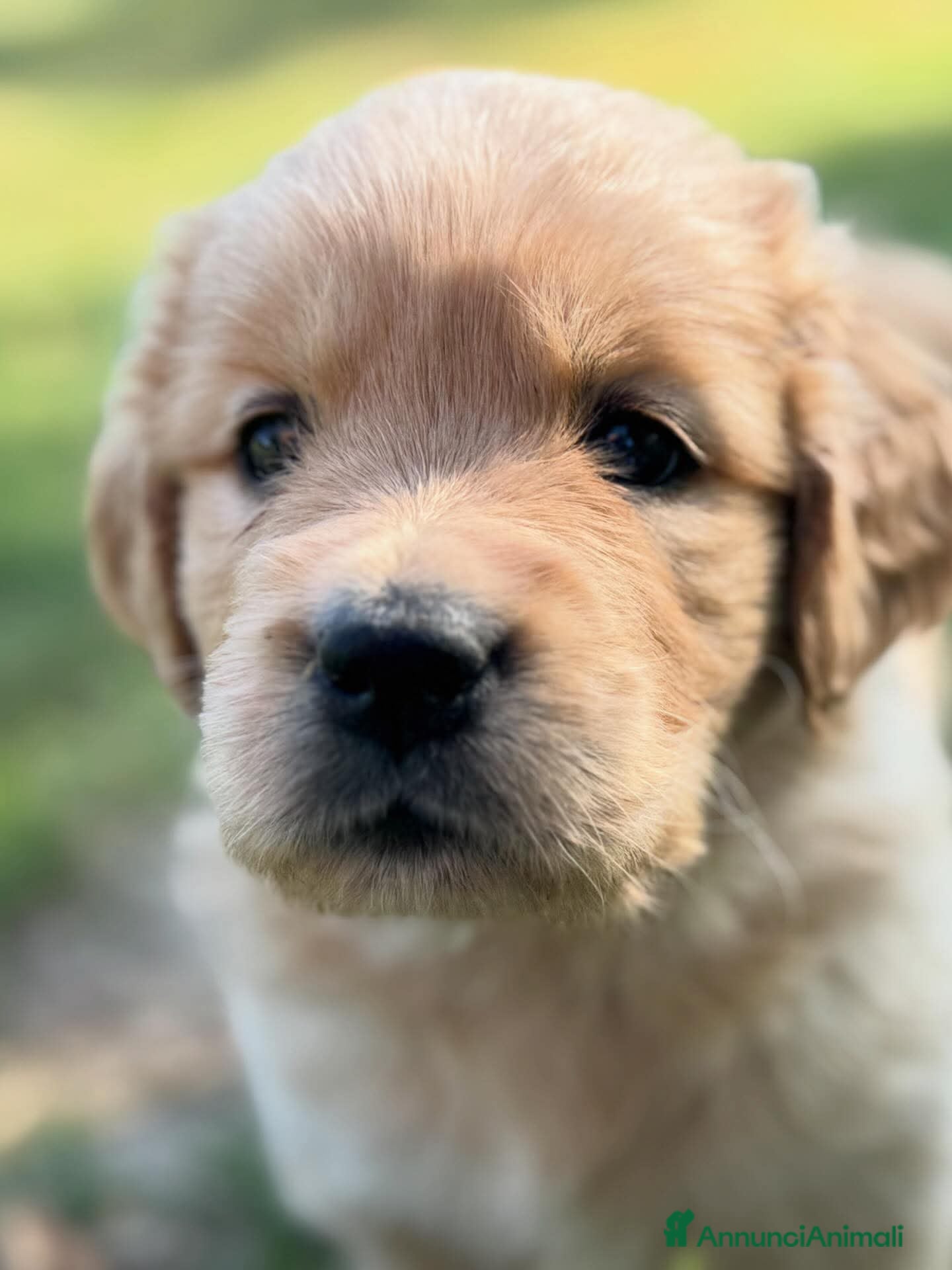 Golden Retriever cani Allevamento sleepingbeauty golden - Annuncio 16