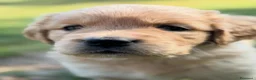 Golden Retriever cani in vendita: Allevamento sleepingbeauty golden - Annuncio 4