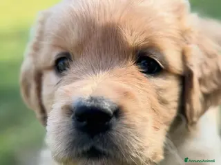 Golden Retriever cani Allevamento sleepingbeauty golden - Annuncio 16