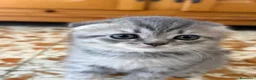 Scottish gatti in vendita: Disponibile  - Annuncio 2