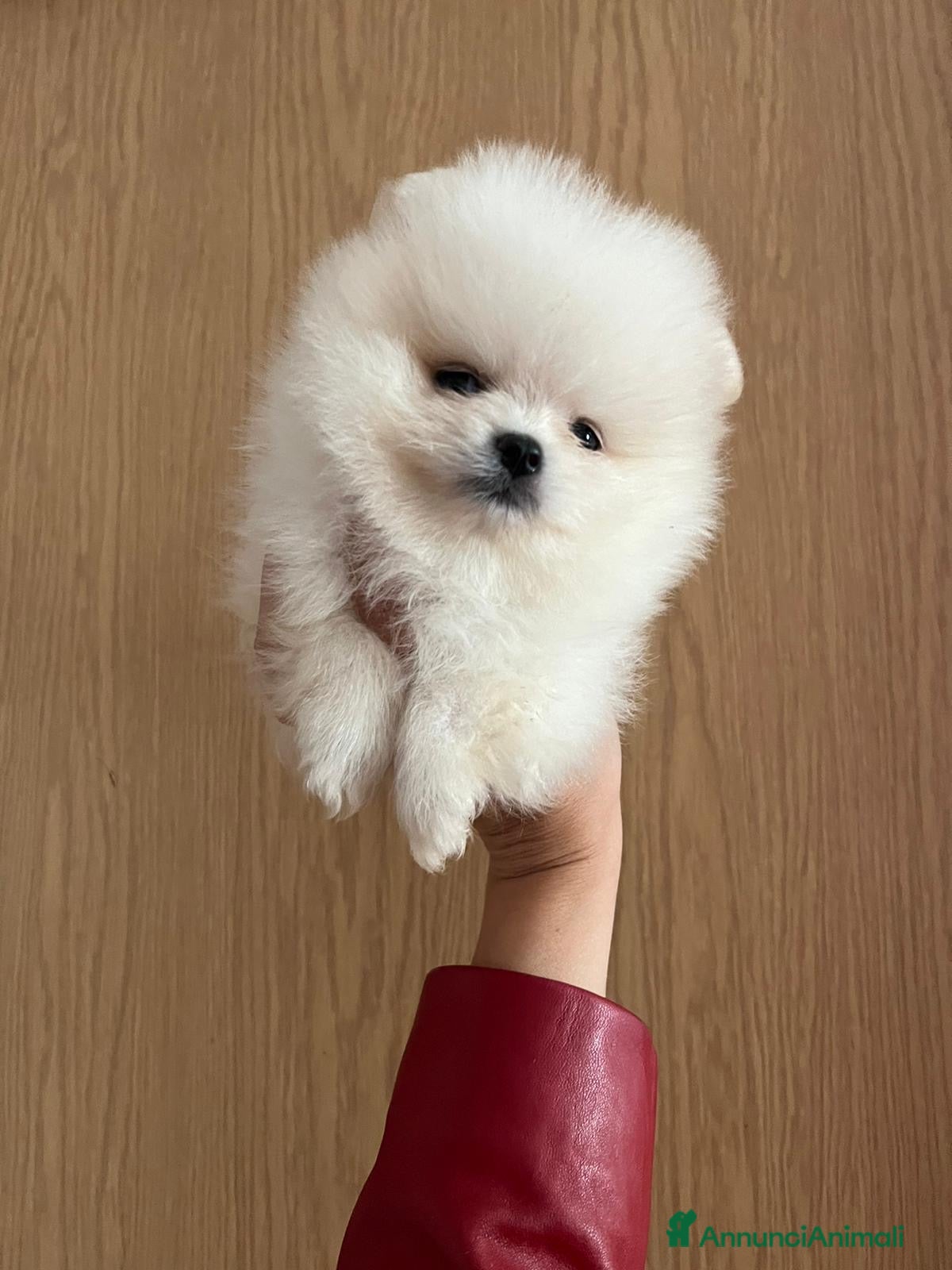 Volpino Pomerania cani Pomerania  - Annuncio 2