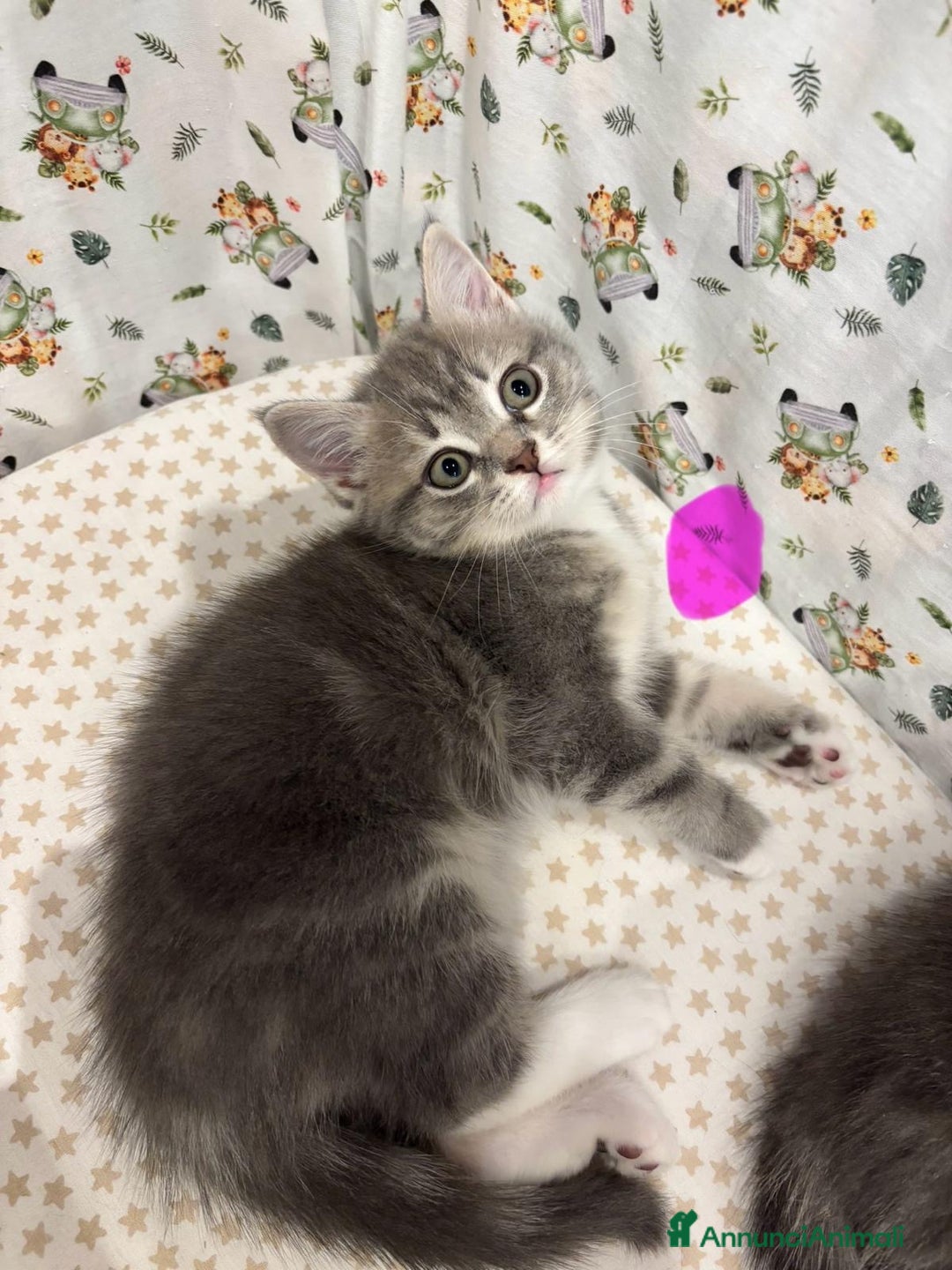 British gatti in vendita: Gatto British  - Annuncio 2