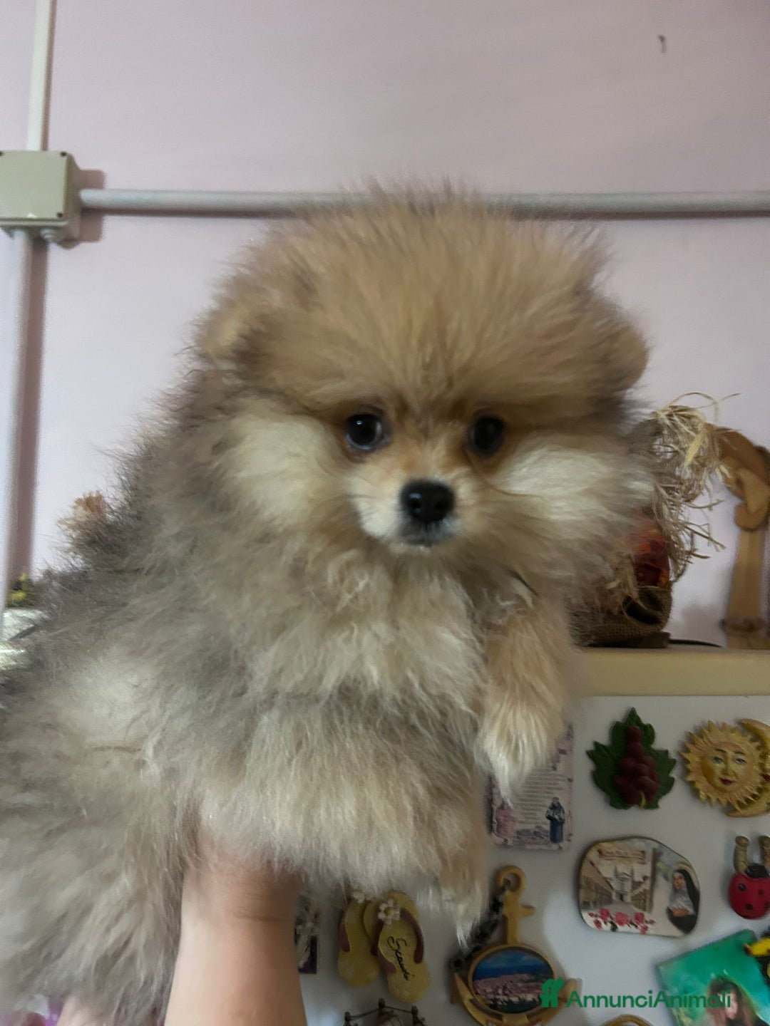 Volpino Pomerania cani in vendita: Cucciolo di pomerania  - Annuncio 6