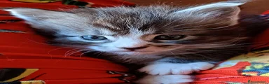 Maine Coon Gattino 1