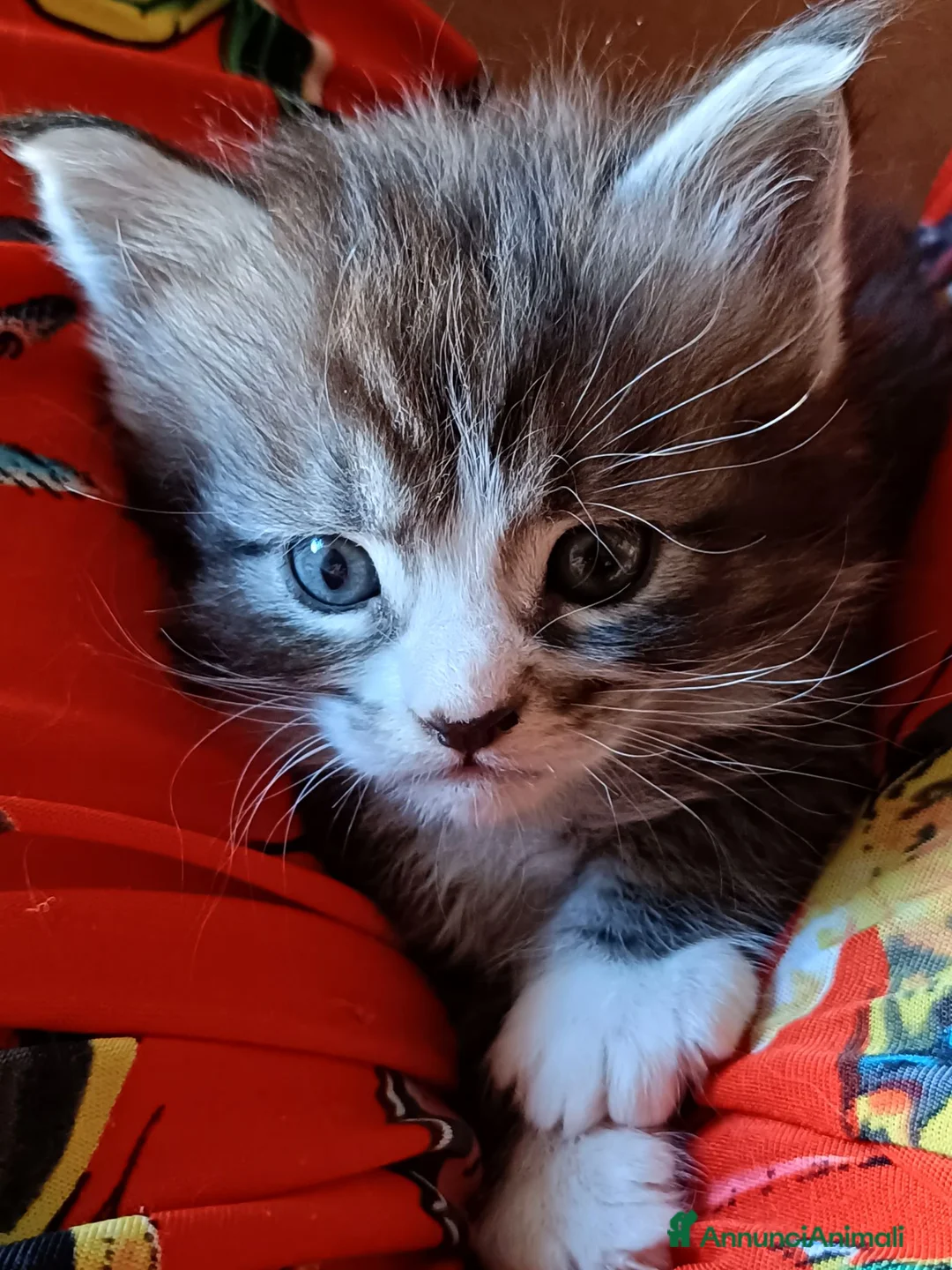 Maine Coon gatti in vendita: Cuccioli di Maine Coon - Annuncio 2