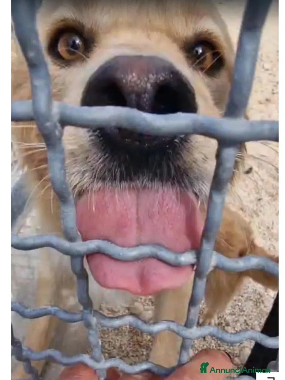 Meticcio cani in regalo: Femmina 3anni entrata in canile a 4mesi!SOS PUGLIA a Città metropolitana di Milano - Annuncio 2