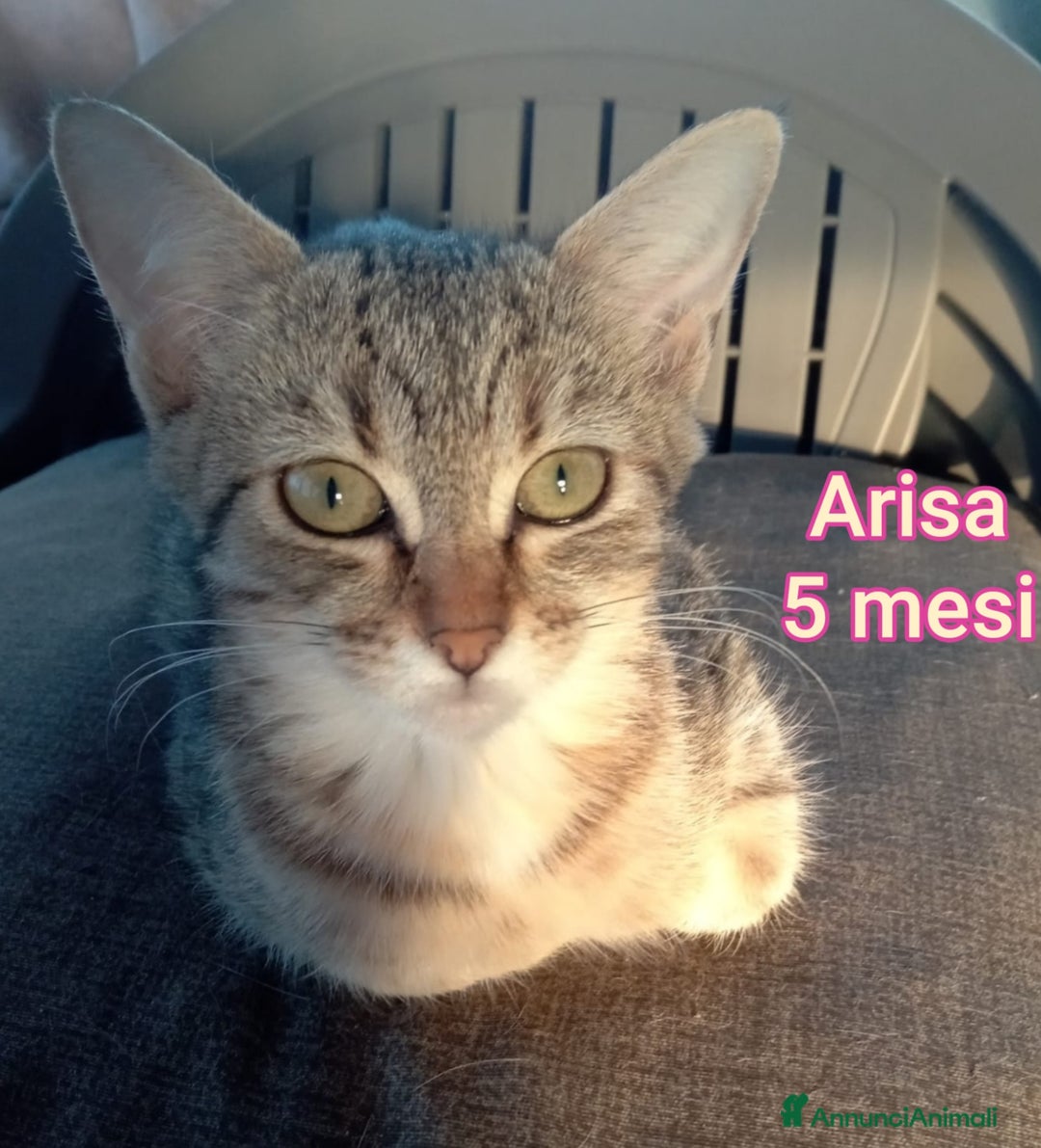 Europeo gatti in regalo: MICINI ABBANDONATI! URGENTE  - Annuncio 6