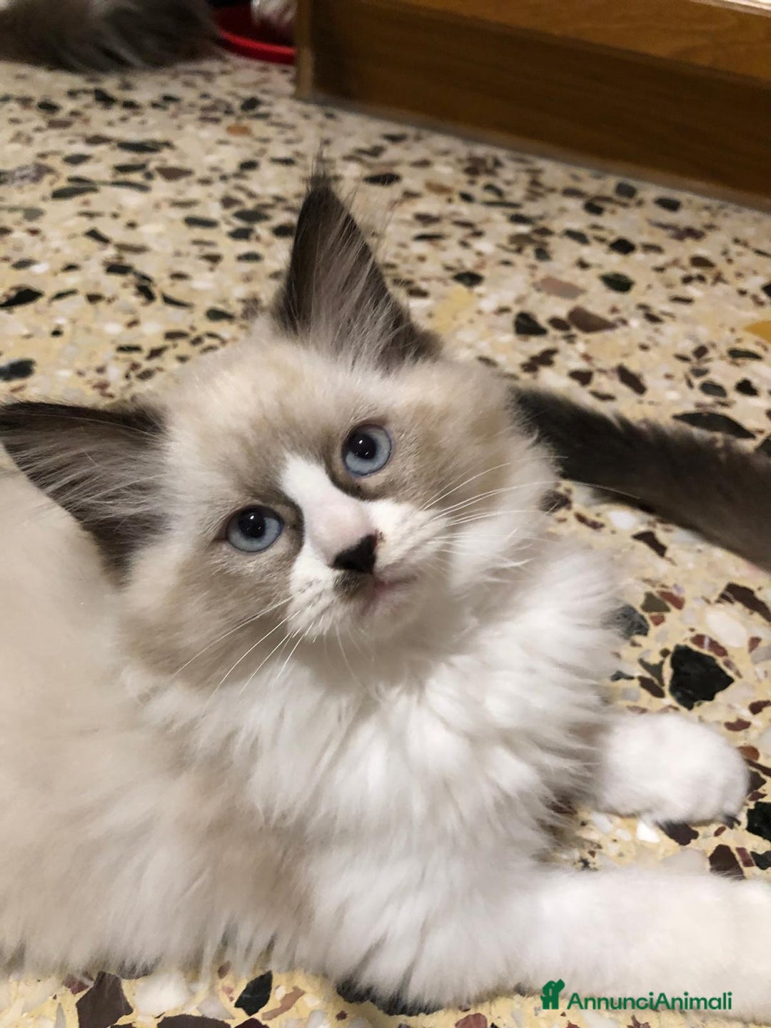 Ragdoll gatti in vendita: Vendo cuccioli Ragdoll - Annuncio 2