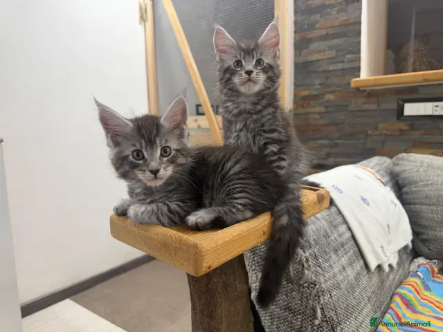 Maine Coon gatti Dolcissimi cuccioli - Annuncio 2
