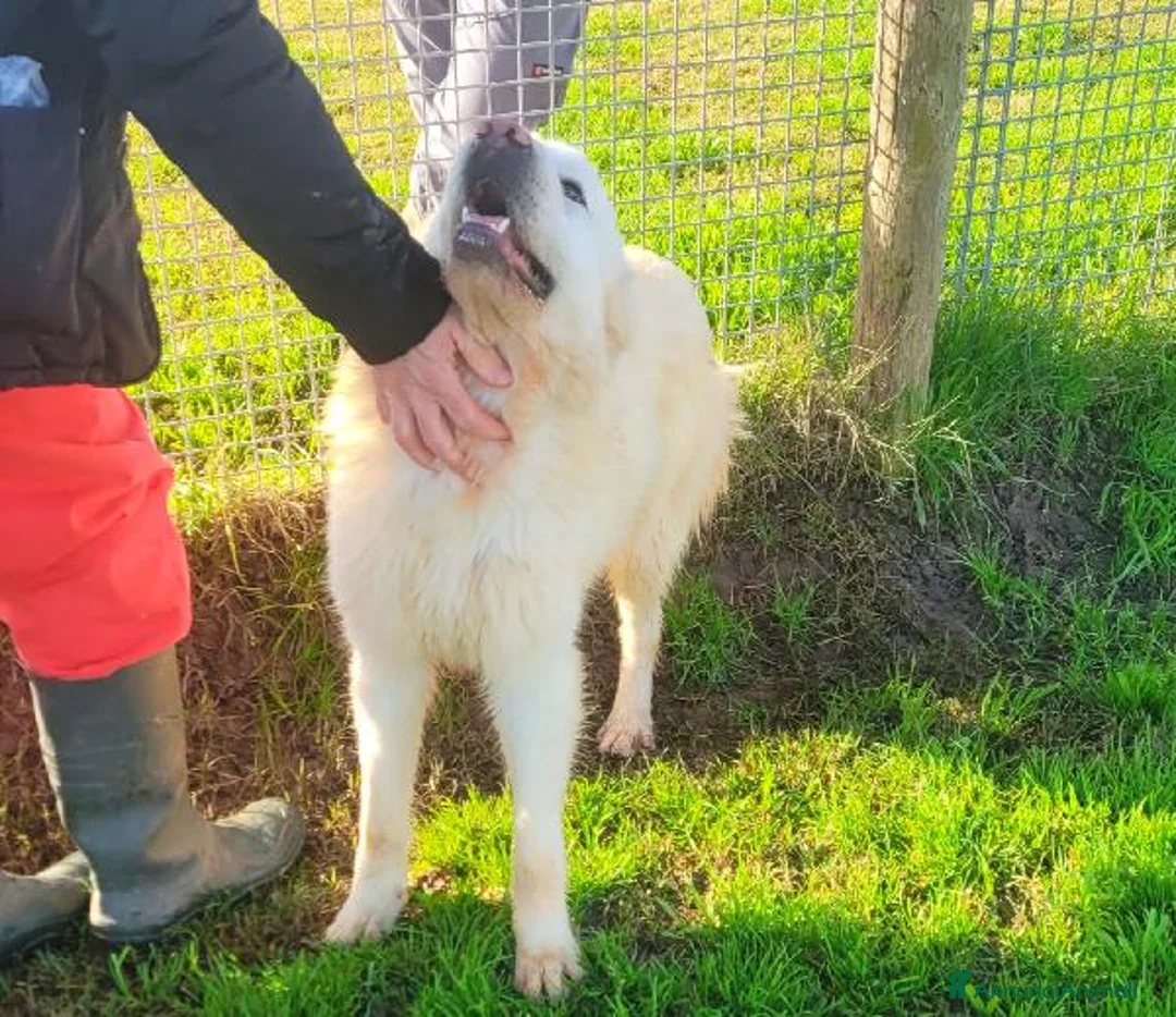 Pastore Maremmano cani in regalo: Lucius, cucciolone di pastore maremmano - Annuncio 10
