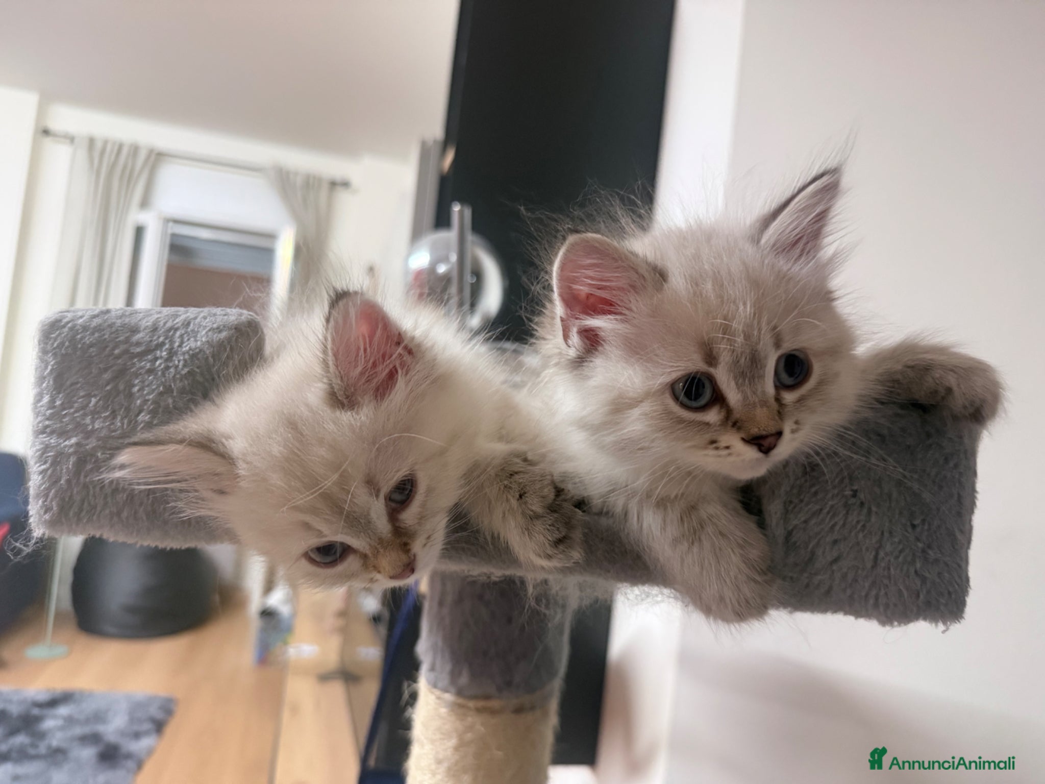 Siberiano gatti Splendidi cuccioli siberiani  - Annuncio 1