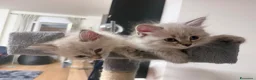 Siberiano gatti in vendita: Splendidi cuccioli siberiani  a Città metropolitana di Milano - Annuncio 1